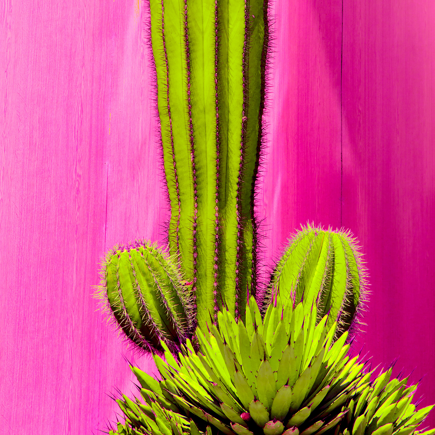 Plants on Pink Concept